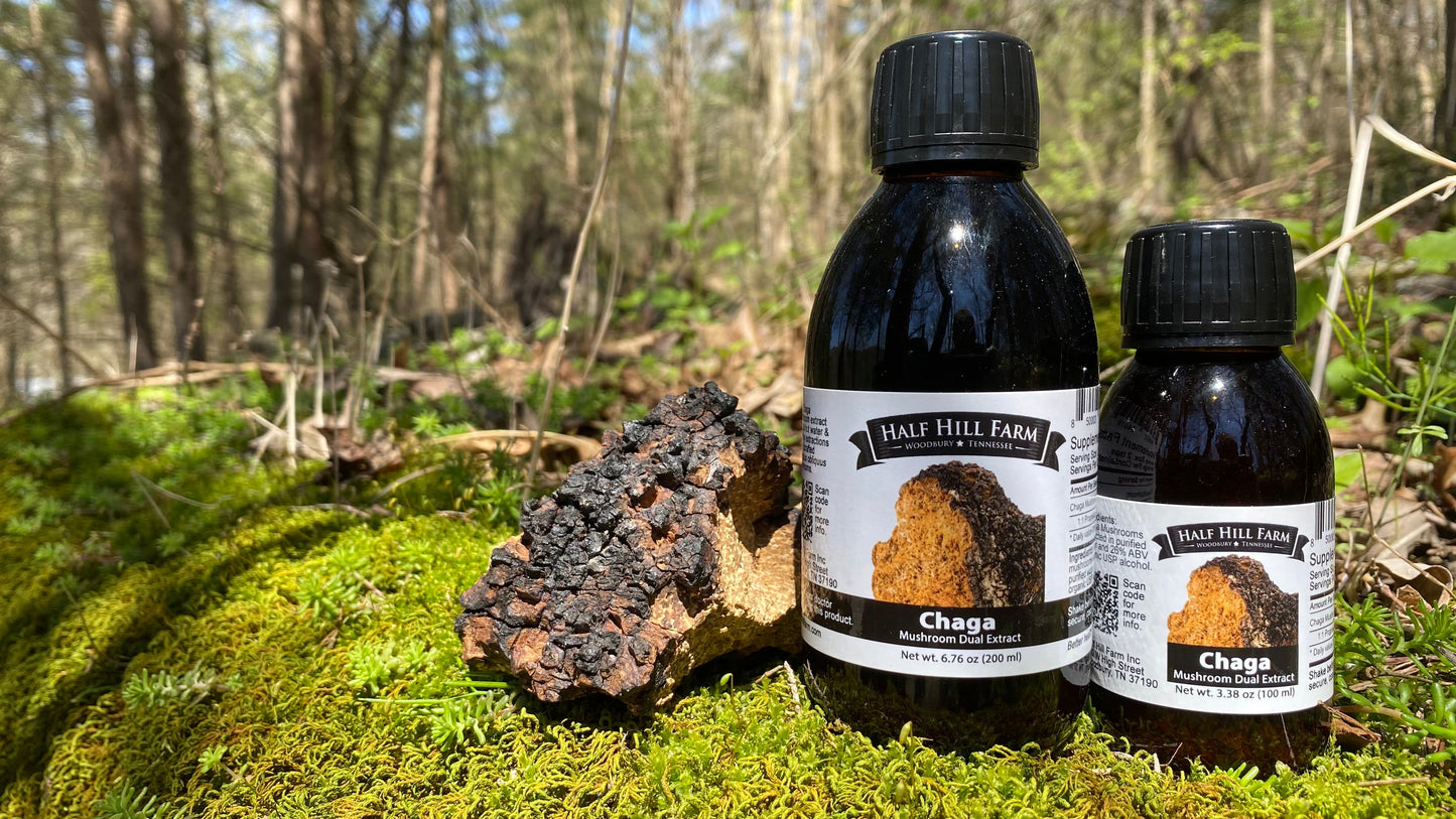 Chaga Mushroom Dual Extract
