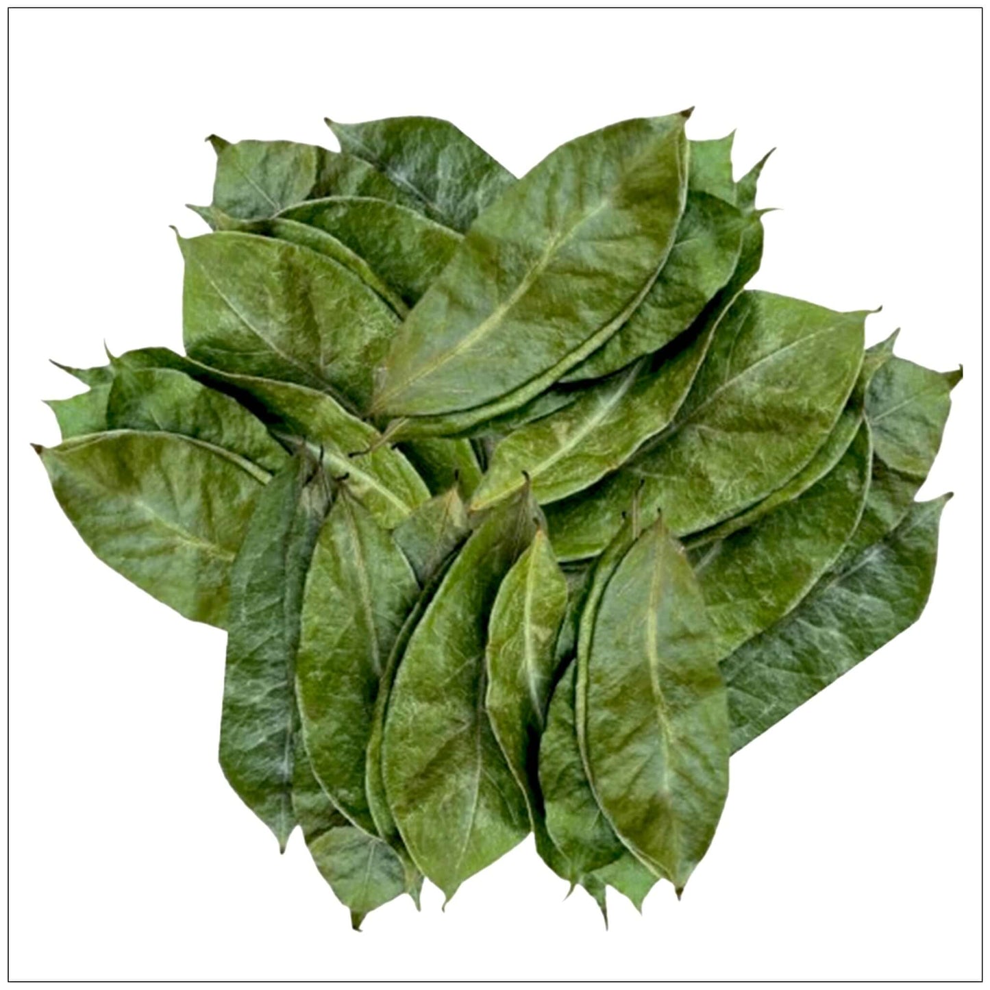 Soursop Leaf Dried Natural Non GMO Tea
