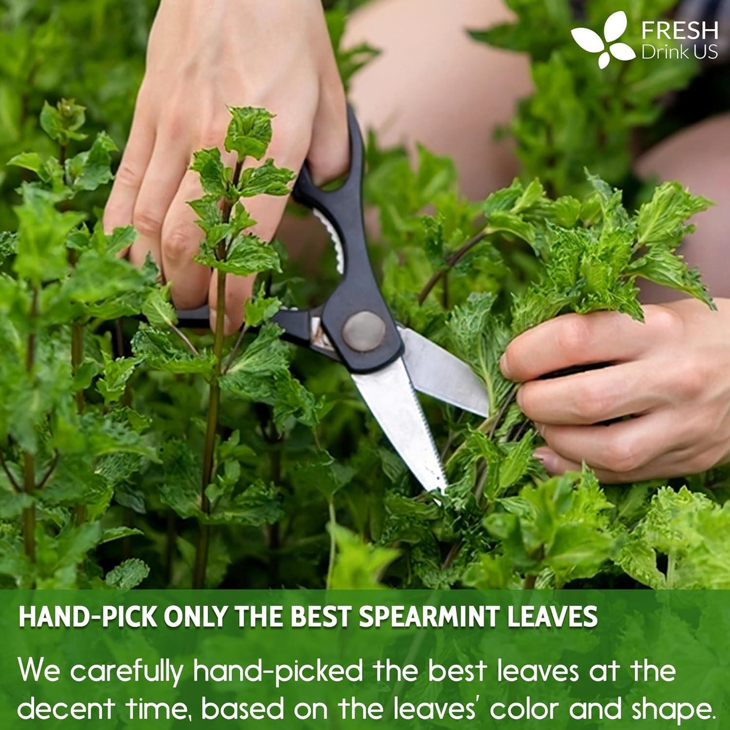 Spearmint Tea Bags, 100% Natural & Pure Spearmint Leaves. Loose Leaf Spearmint Herbal Tea. Spearmint Leaf Tea. No Sugar, No Caffeine, No Gluten, Vegan.