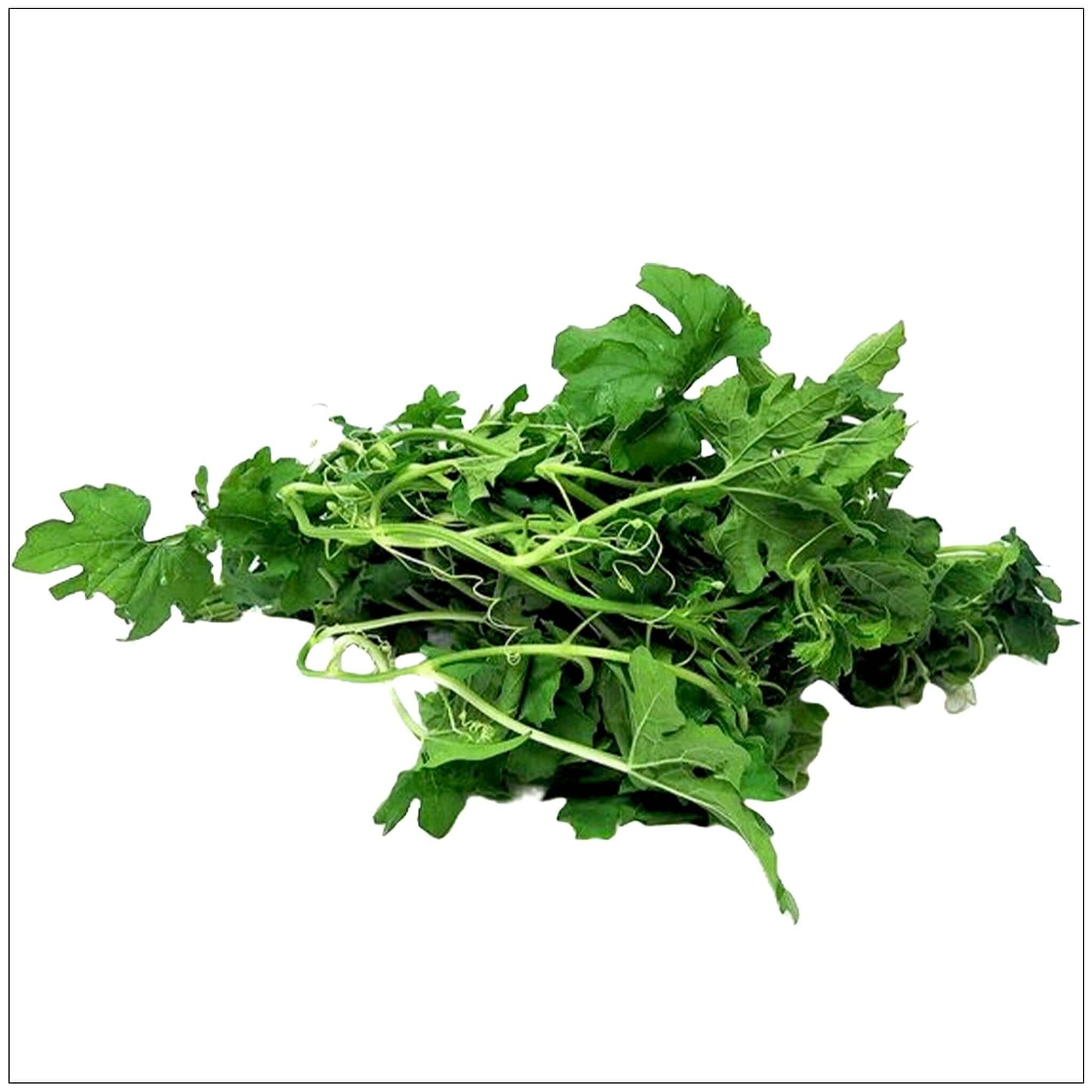 Bitter Melon Leaf or Cerasee Bush