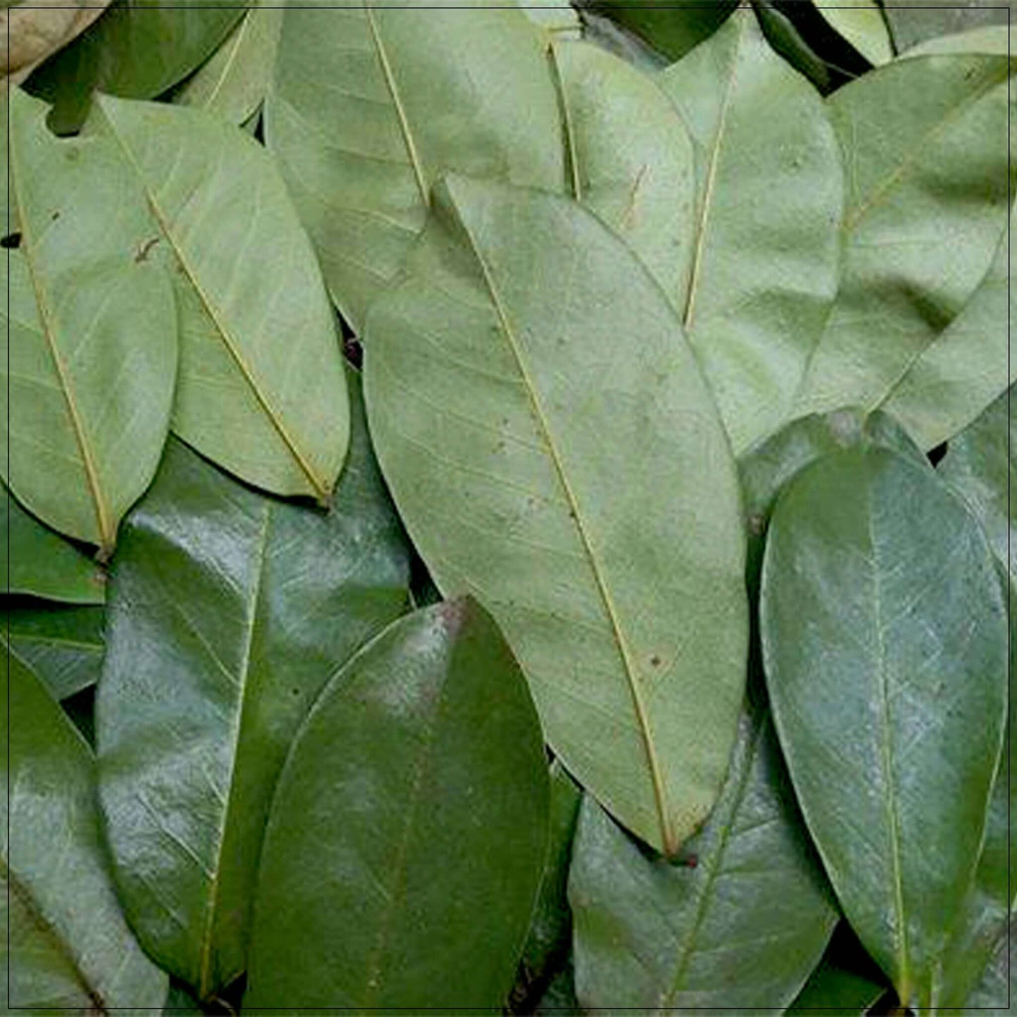 Soursop Leaf Dried Natural Non GMO Tea